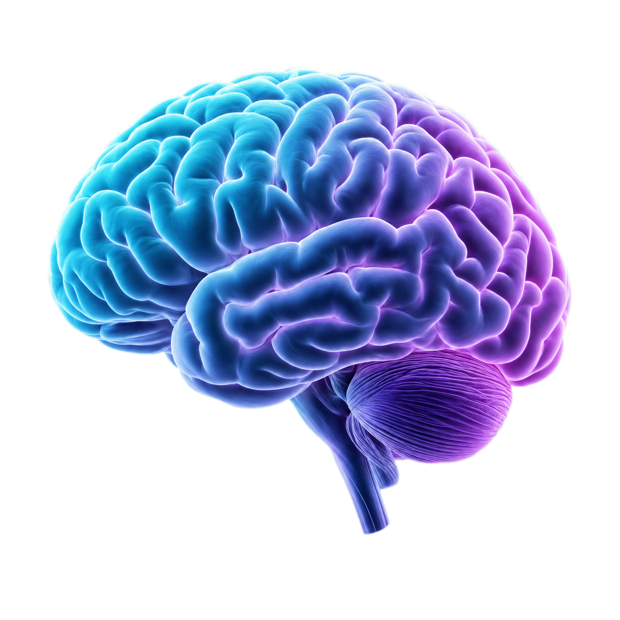 Cérebro Neurocognitivo